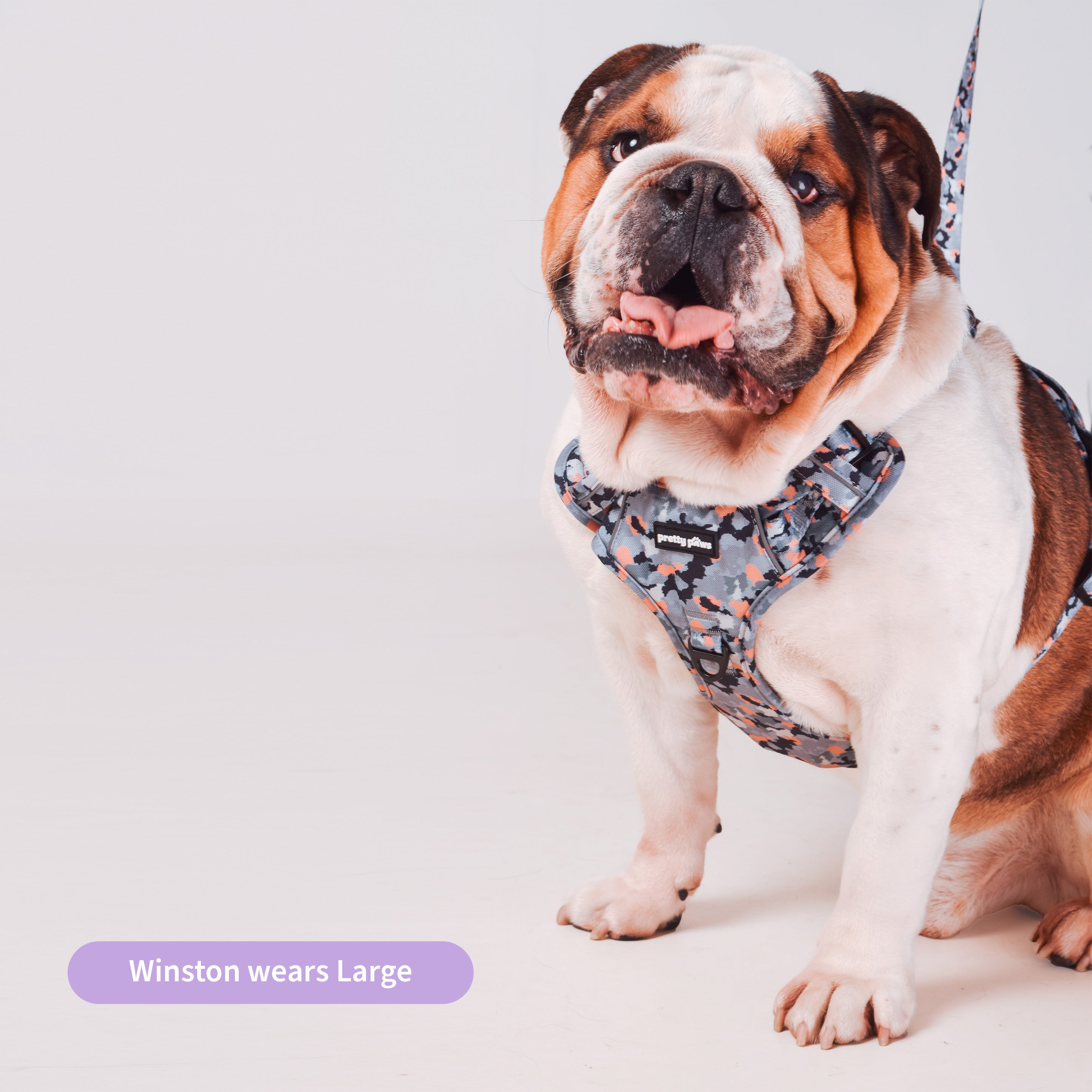 Cool dog harness online